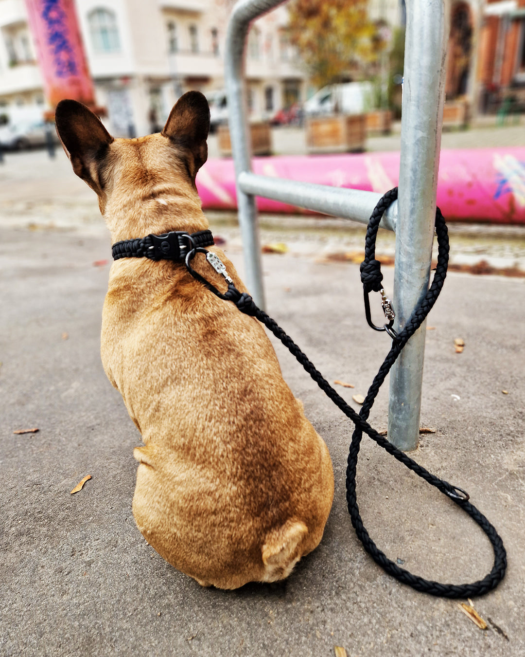 HUNDEDIEBSTAHL IST EIN ZUNEHMENDES PROBLEM